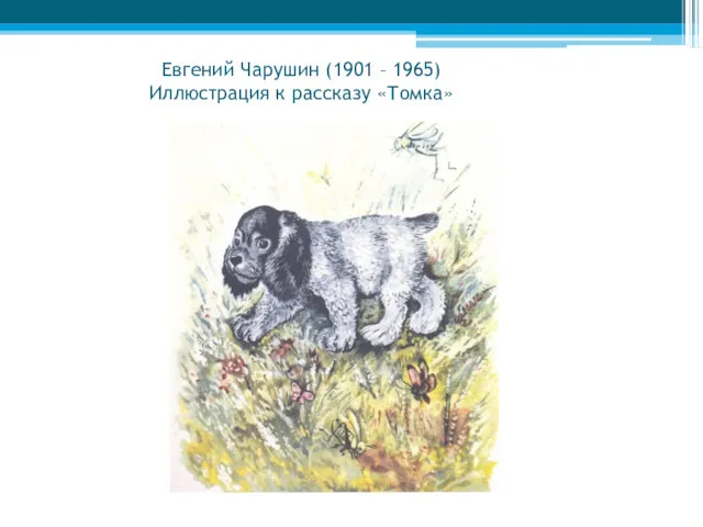 Евгений Чарушин (1901 – 1965) Иллюстрация к рассказу «Томка»