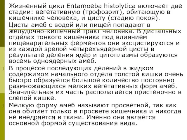 Жизненный цикл Entamoeba histolytica включает две стадии: вегетативную (трофозоит), обитающую