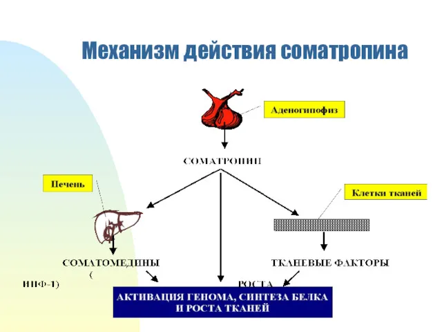 Механизм действия соматропина