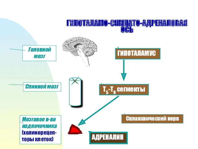 ГИПОТАЛАМО-СИМПАТО-АДРЕНАЛОВАЯ ОСЬ ГИПОТАЛАМУС Т5-Т9 сегменты Спланхнический нерв Головной мозг Спинной мозг Мозговое в-во