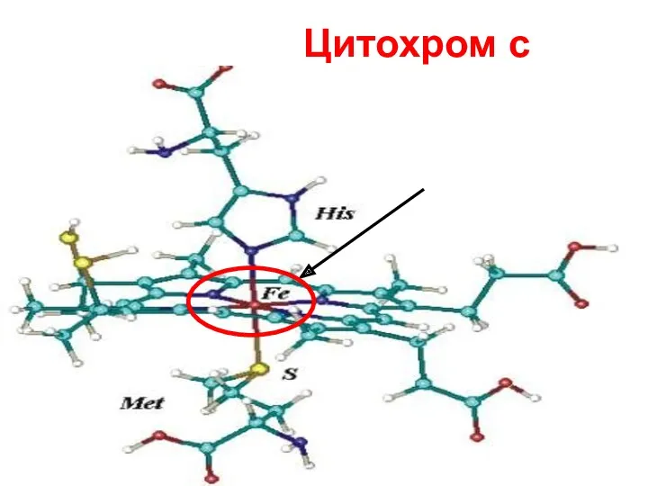 Цитохром с