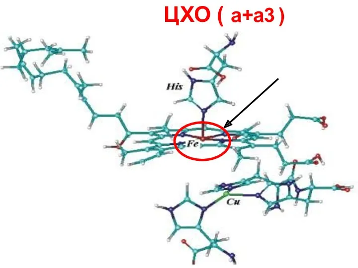 ЦХО ( а+а3 )