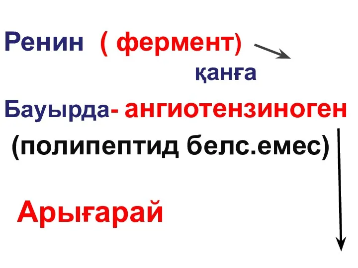 Ренин ( фермент) қанға Бауырда- ангиотензиноген (полипептид белс.емес) Арығарай