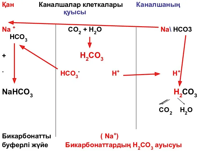 Қан Каналшалар клеткалары Каналшаның қуысы Na + CO2 + H2O