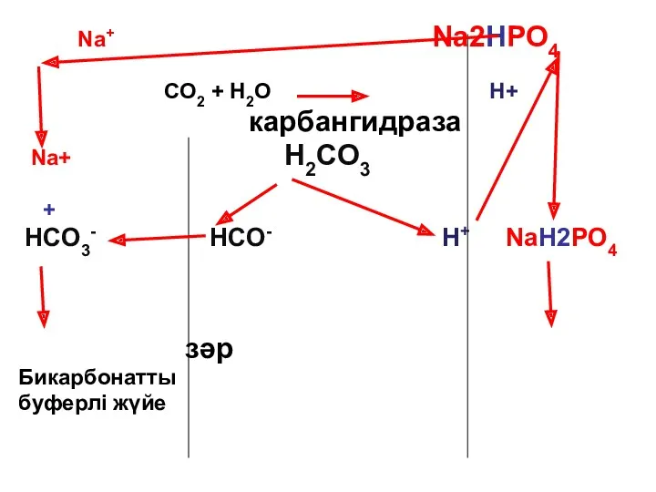 Na+ Na2HPO4 CO2 + H2O H+ карбангидраза Na+ Н2CO3 + HCO3- HCO- H+
