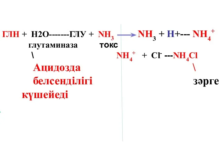 ГЛН + Н2О-------ГЛУ + NH3 NH3 + H+--- NH4+ глутаминаза токс \ NH4+