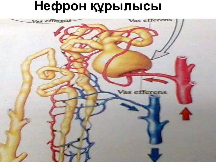 Нефрон құрылысы