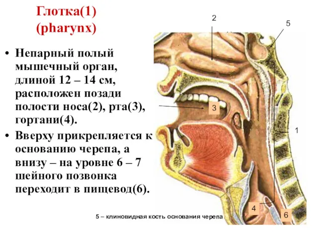 Глотка(1) (pharynx) Непарный полый мышечный орган, длиной 12 – 14 см, расположен позади