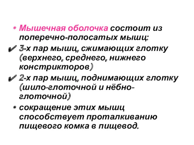 Мышечная оболочка состоит из поперечно-полосатых мышц: 3-х пар мышц, сжимающих глотку (верхнего, среднего,