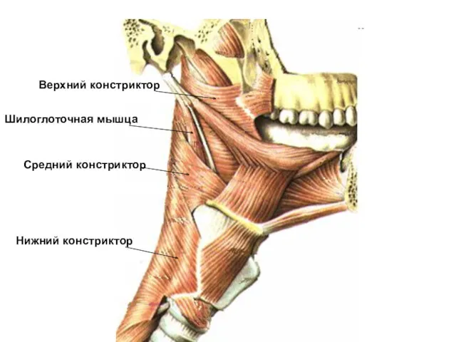 Верхний констриктор Средний констриктор Нижний констриктор Шилоглоточная мышца