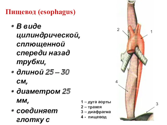 Пищевод (esophagus) В виде цилиндрической, сплющенной спереди назад трубки, длиной 25 – 30