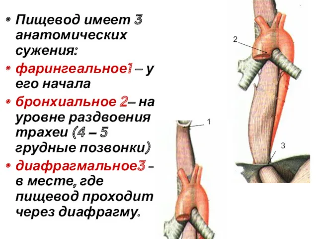Пищевод имеет 3 анатомических сужения: фарингеальное1 – у его начала бронхиальное 2– на