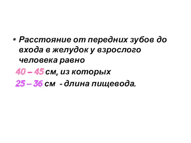 Расстояние от передних зубов до входа в желудок у взрослого человека равно 40