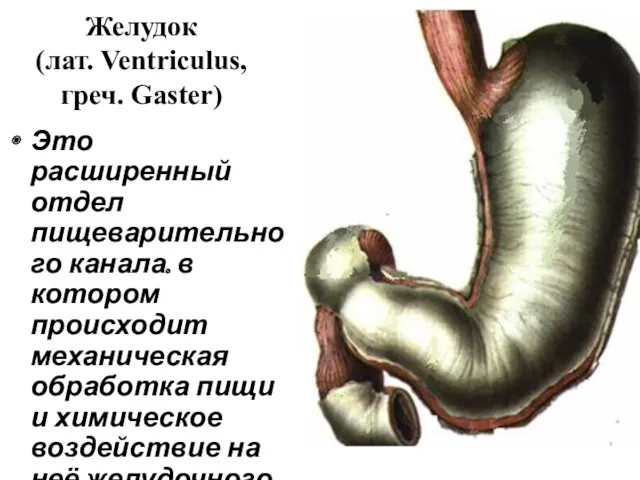 Желудок (лат. Ventriculus, греч. Gaster) Это расширенный отдел пищеварительного канала. в котором происходит