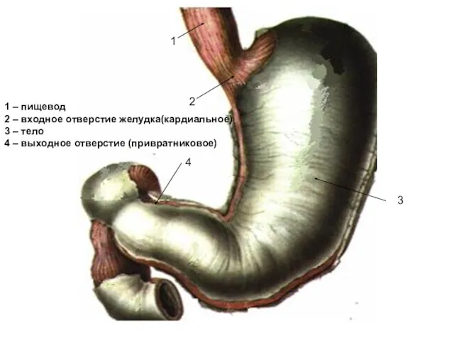 1 2 3 4 1 – пищевод 2 – входное отверстие желудка(кардиальное) 3