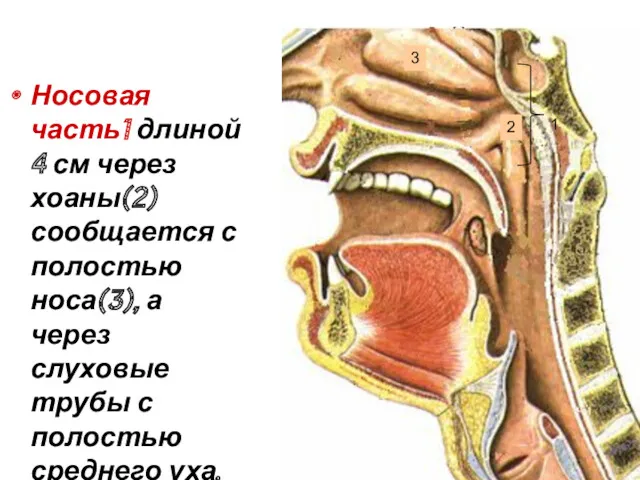 Носовая часть1 длиной 4 см через хоаны(2) сообщается с полостью носа(3), а через