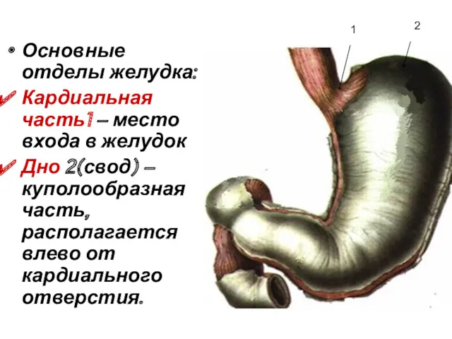 Основные отделы желудка: Кардиальная часть1 – место входа в желудок Дно 2(свод) –