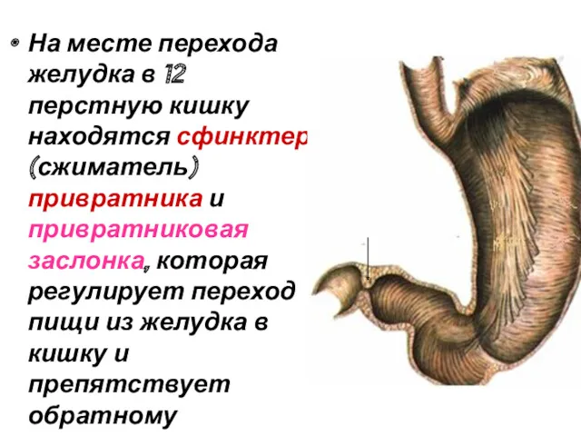 На месте перехода желудка в 12 перстную кишку находятся сфинктер (сжиматель) привратника и