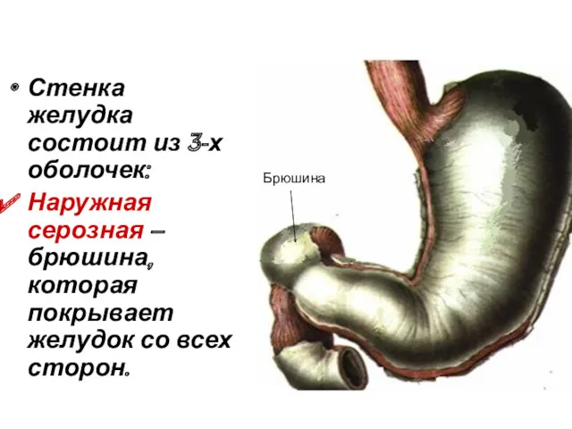 Стенка желудка состоит из 3-х оболочек: Наружная серозная – брюшина, которая покрывает желудок