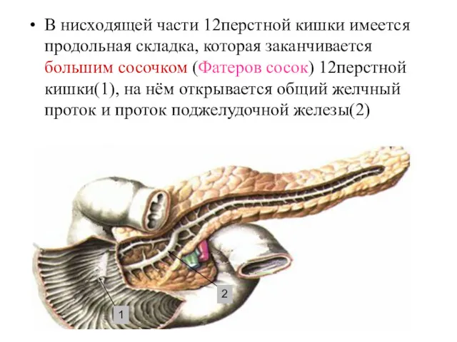 В нисходящей части 12перстной кишки имеется продольная складка, которая заканчивается большим сосочком (Фатеров