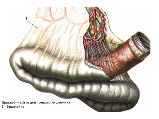 Брыжеечный отдел тонкого кишечника 1 - брыжейка 1