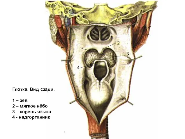 1 2 3 4 Глотка. Вид сзади. 1 – зев 2 – мягкое
