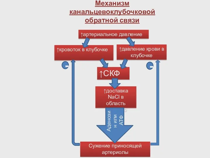 ↑артериальное давление ↑кровоток в клубочке ↑давление крови в клубочке ↑СКФ