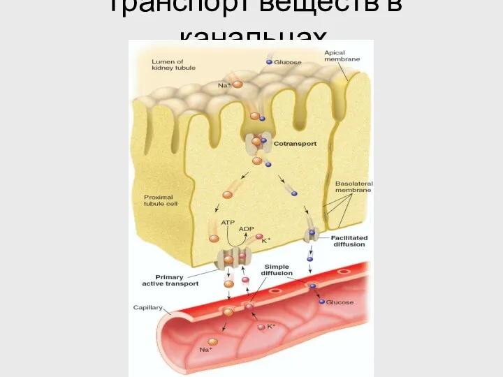 Транспорт веществ в канальцах