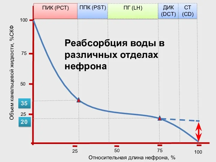 Объем канальцевой жидкости, %СКФ Относительная длина нефрона, % ПИК (РСТ)