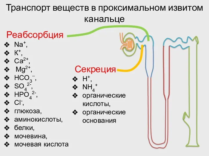 Транспорт веществ в проксимальном извитом канальце Реабсорбция Na+, К+, Са2+,