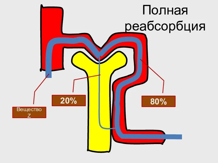 Полная реабсорбция Вещество Z 20% 80%