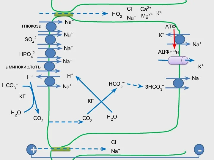 Na+ К+ АТФ АДФ+Рн К+ SO42- HPO42- глюкоза аминокислоты Cl-