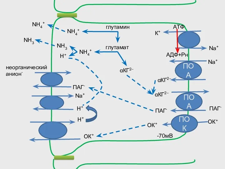 неорганический анион- Н+ Na+ NН4+ глутамин ПАГ- αКГ2– ПОК ОК+