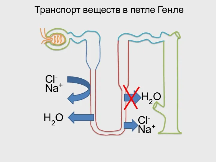 Транспорт веществ в петле Генле Cl- Na+ Cl- Na+ Н2О Н2О