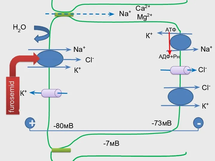 Na+ -73мВ К+ К+ Cl- Cl- -80мВ + - Na+