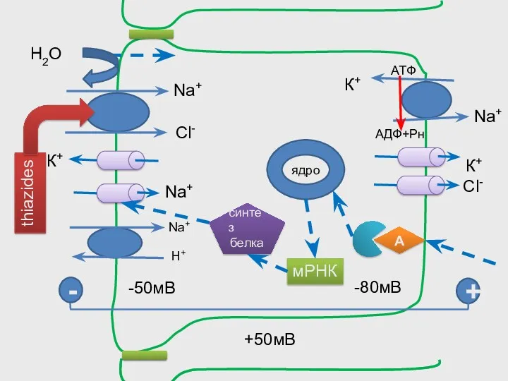 Na+ АТФ АДФ+Рн Na+ -50мВ К+ К+ -80мВ + -