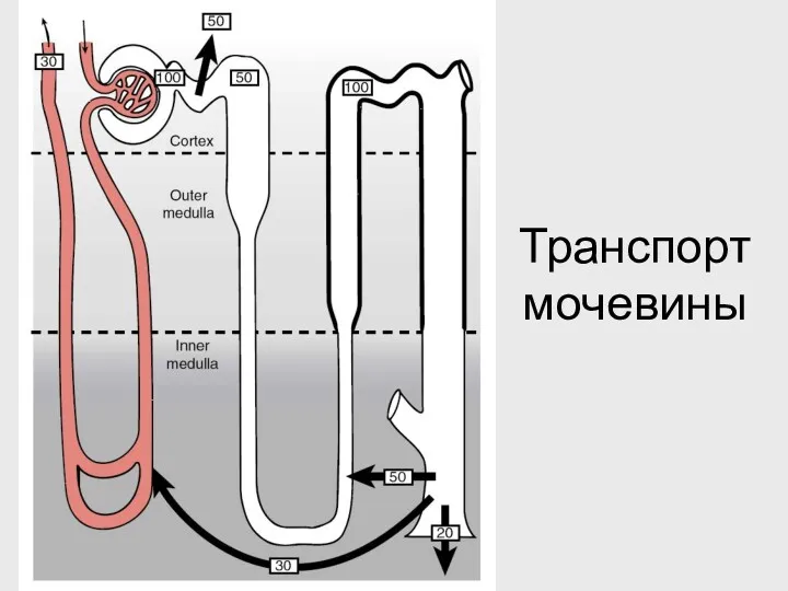 Транспорт мочевины