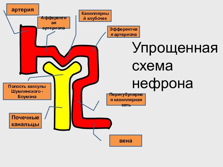 артерия вена Афферентная артериола Почечные канальцы Полость капсулы Шумлянского -Боумэна