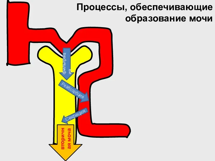 Процессы, обеспечивающие образование мочи фильтрация Реабсорбция Секреция вторичная моча