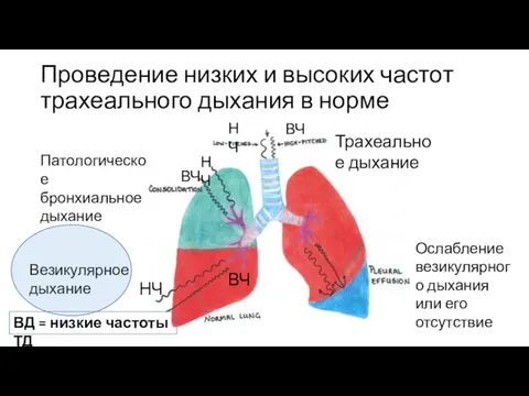 Проведение низких и высоких частот трахеального дыхания в норме Патологическое