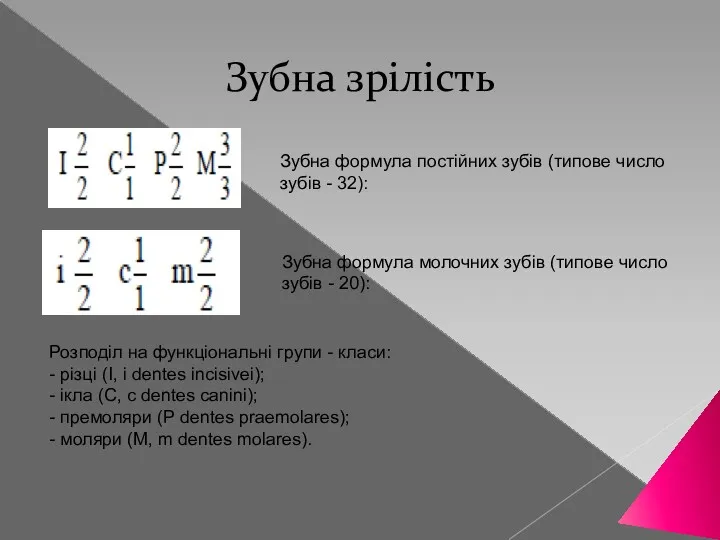 Зубна зрілість Зубна формула постійних зубів (типове число зубів -