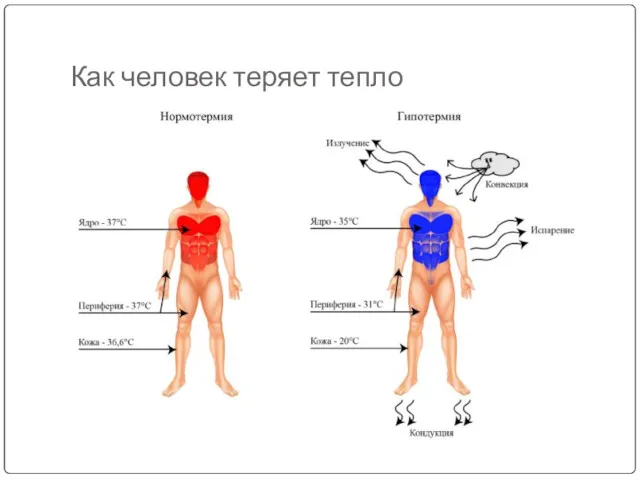 Как человек теряет тепло