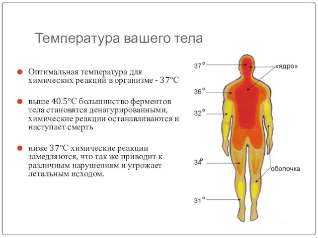 Температура вашего тела Оптимальная температура для химических реакций в организме