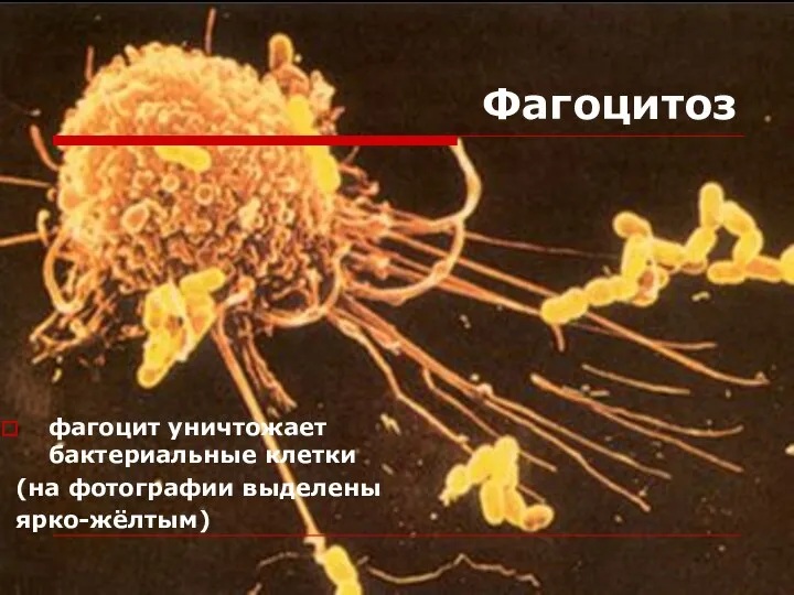 Фагоцитоз фагоцит уничтожает бактериальные клетки (на фотографии выделены ярко-жёлтым)
