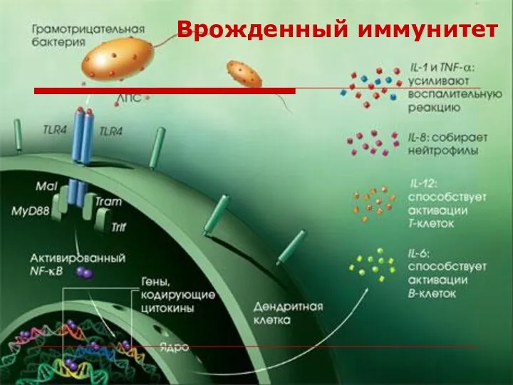 Врожденный иммунитет