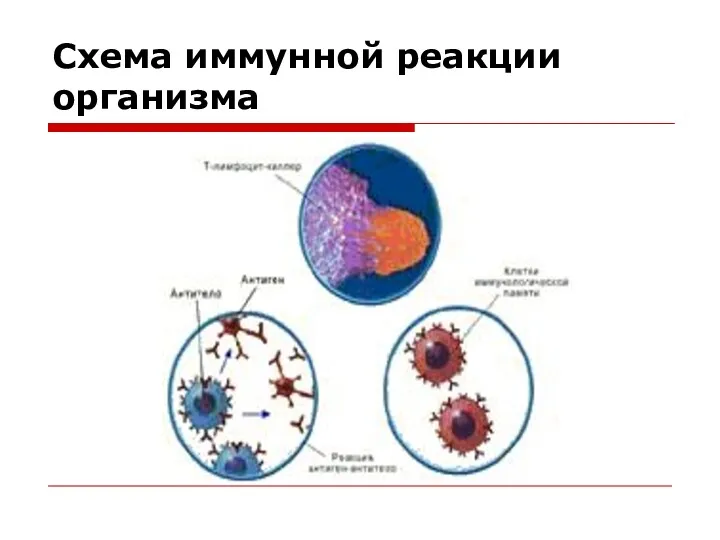 Схема иммунной реакции организма