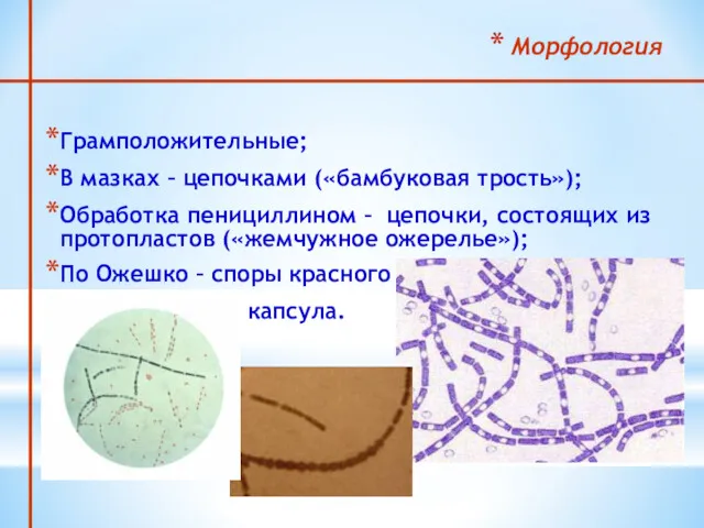 Морфология Грамположительные; В мазках – цепочками («бамбуковая трость»); Обработка пенициллином