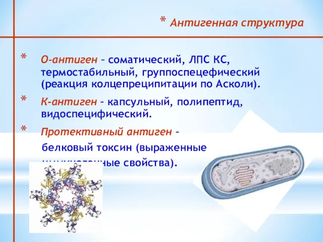Антигенная структура О-антиген – соматический, ЛПС КС, термостабильный, группоспецефический (реакция