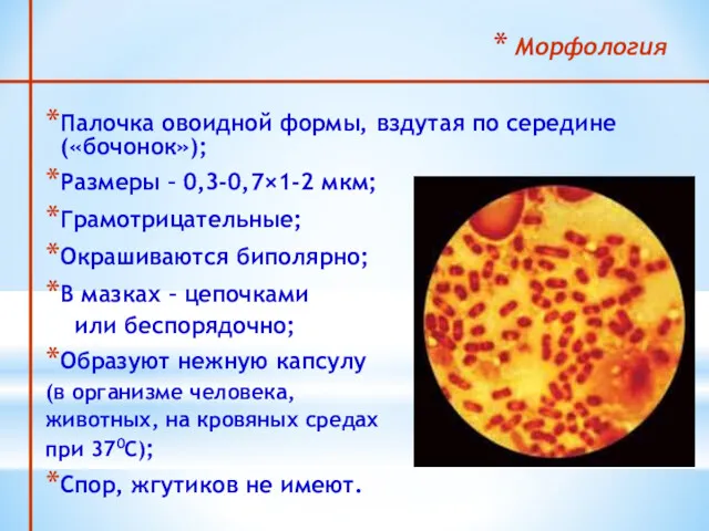 Морфология Палочка овоидной формы, вздутая по середине («бочонок»); Размеры –