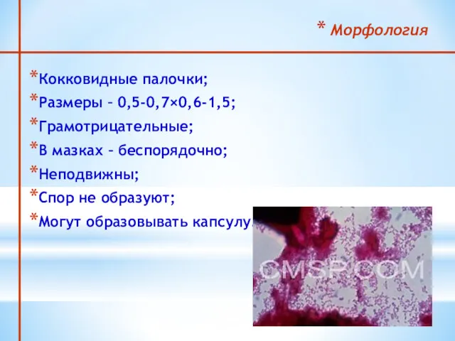 Морфология Кокковидные палочки; Размеры – 0,5-0,7×0,6-1,5; Грамотрицательные; В мазках –